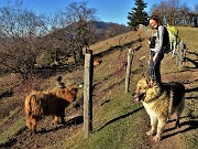 19 Agriturismo Prati Parini -Mucche scozzesi (Highlander)